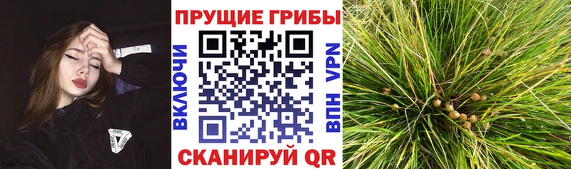 Галлюциногенные грибы Psilocybe  где можно купить наркотик  Кингисепп 